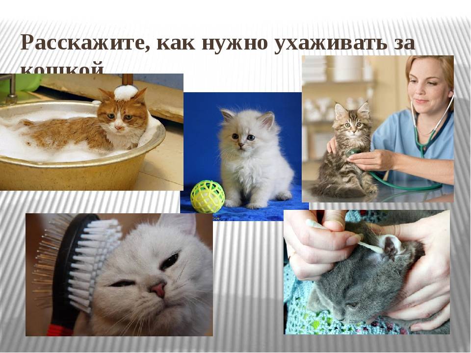 Нужно ухаживать. Уход за кошкой. Как нужно ухаживать за кошкой. Уход за кошкой в домашних условиях. Как надо ухаживать за домашними животными.