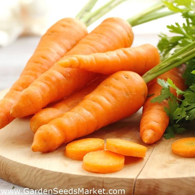 Употребление моркови при беременности на 1, 2, 3 триместре: полезные свойства и возможные риски