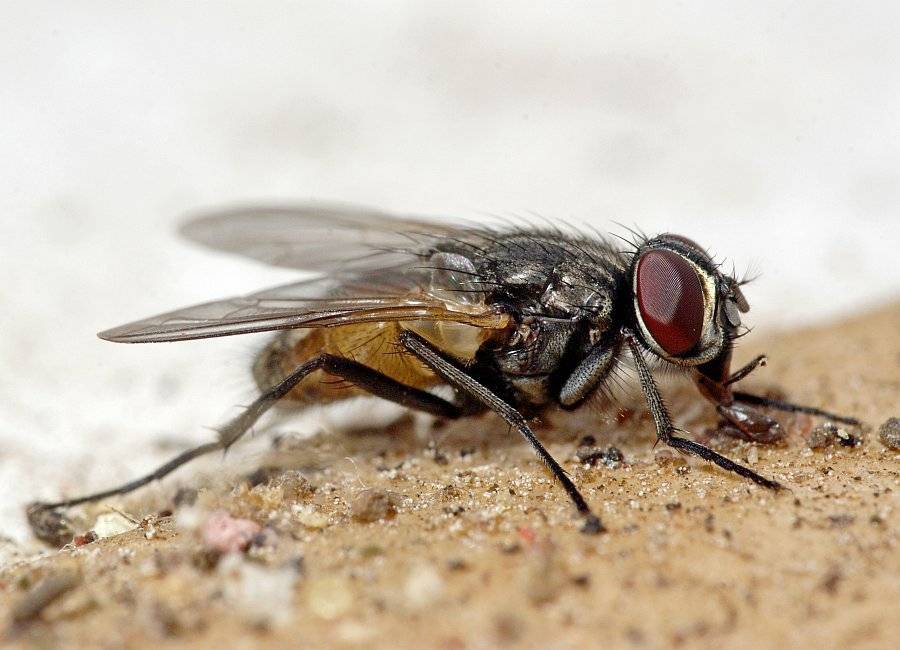 У ребенка панический страх перед мухами: памятка родителям