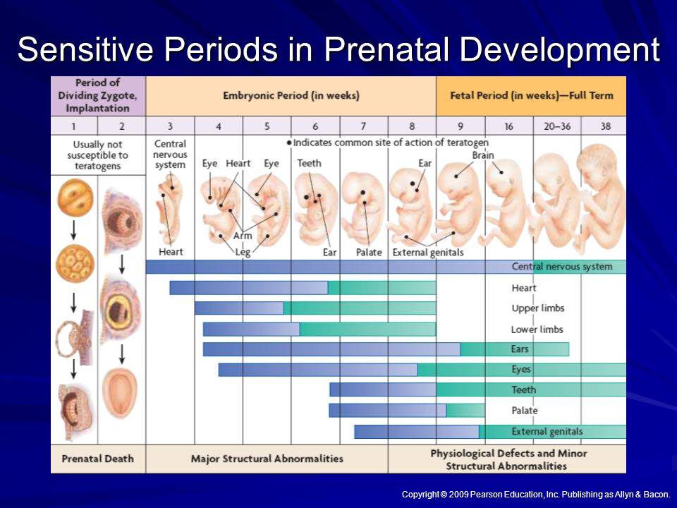 Развитие близнецов. асимметрия кровообращения и расхождение во внутриутробном развитии