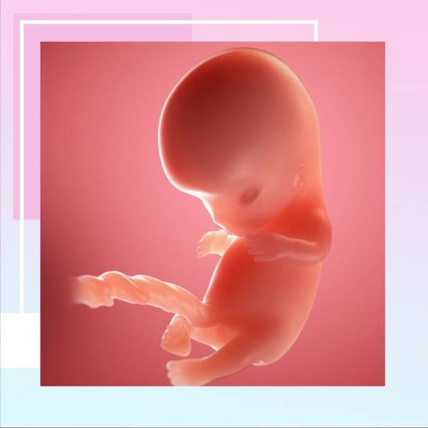 9 неделя видео. Как выглядит ребенок в 9 недель. 9 Недель беременности фото ребенка в животе. Как выглядит ребенок в животике на 9 неделе.