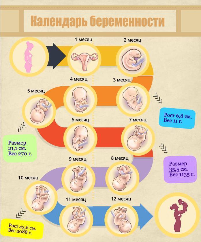 На каком сроке рожают первого ребенка чаще всего, во сколько недель малыш считается полностью доношенным? - врач 24/7