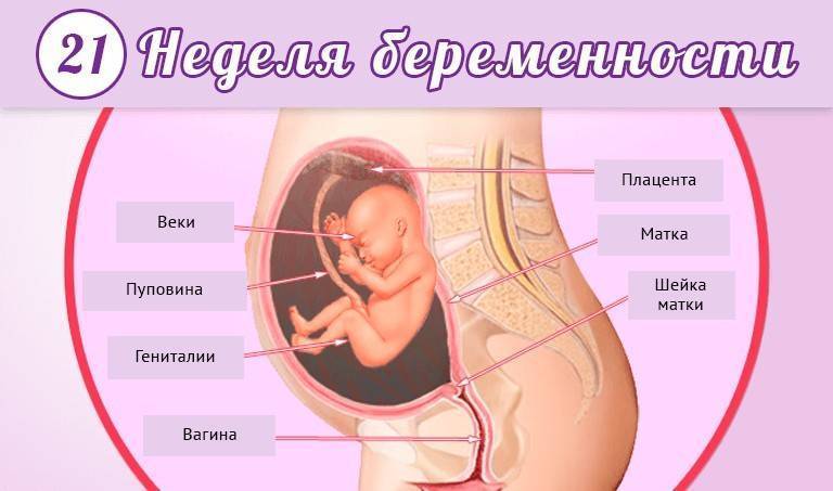 22 неделя беременности: развитие плода, сколько это месяцев, что происходит