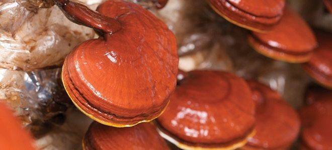 Лечебные свойства и противопоказания гриба рейши