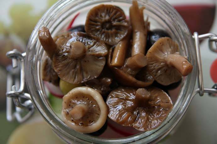 Можно ли беременным грибы вешенки, лисички или шампиньоны: почему нельзя кушать маринованные лисички или грибной белый суп, стоит ли лакомиться жареными грибами