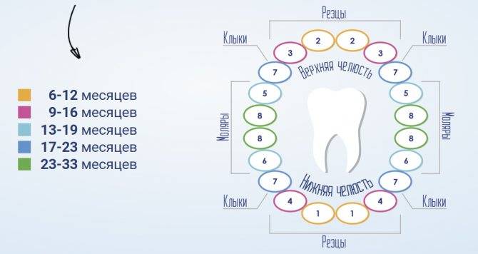 Задержка прорезывания молочных зубов: почему и когда должны прорезаться зубы