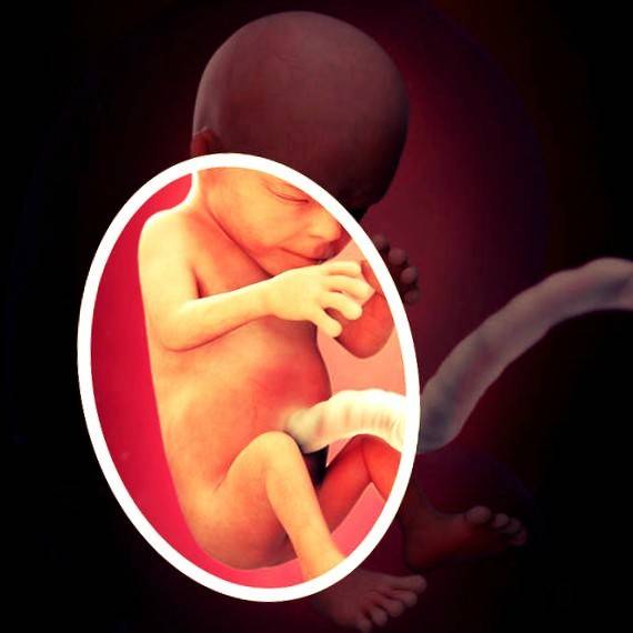 Тринадцатая неделя беременности акушерская – что происходит, как выглядит малыш на узи, внешние признаки беременности