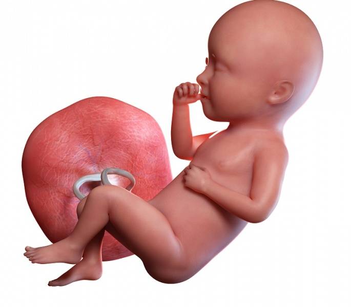 Вес ребенка и нормы на 34 неделе беременности (16 фото): что происходит с малышом, развитие и тазовое предлежание плода, как выглядит рожденный на 34 неделе
