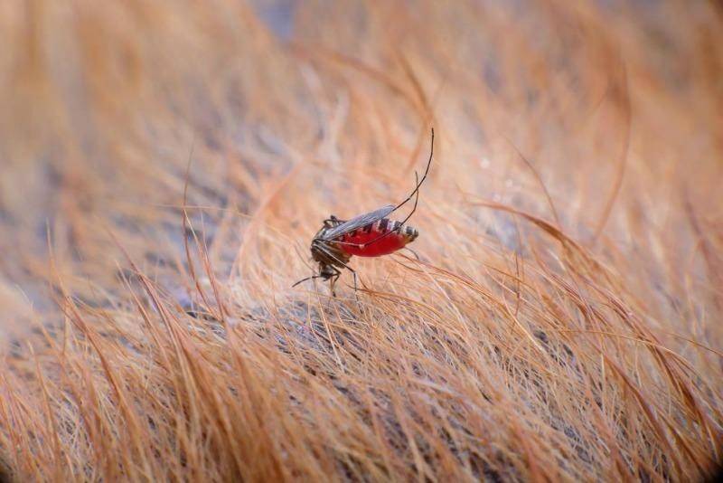Укусы насекомых: как оказать первую помощь и когда обращаться к врачу | москва
