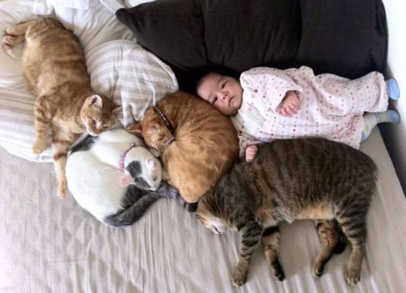Почему кошки спят на человеке, ложатся на грудную клетку, на живот беременной женщины?