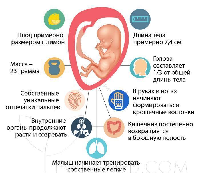 13 неделя беременности: развитие плода, что происходит с малышом и мамой, ощущения в животе — медицинский женский центр в москве