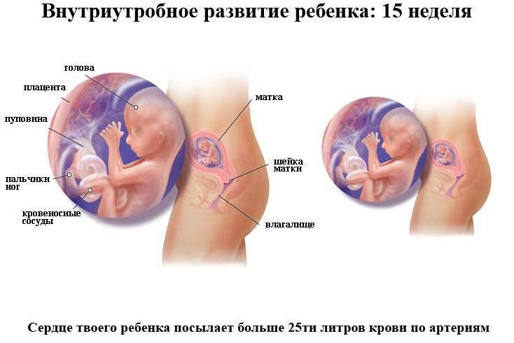 15 неделя беременности: признаки и ощущения женщины, симптомы, развитие плода