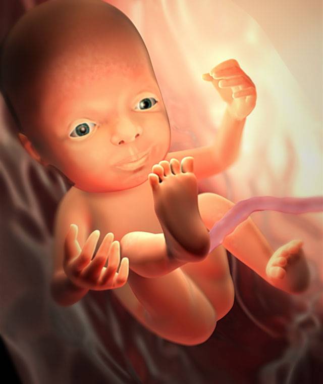 Развитие плода на 28 неделе беременности (12 фото): вес и рост ребенка, что происходит с малышом, как он выглядит и где расположен, размеры, поперечное и тазовое предлежание, ощущения