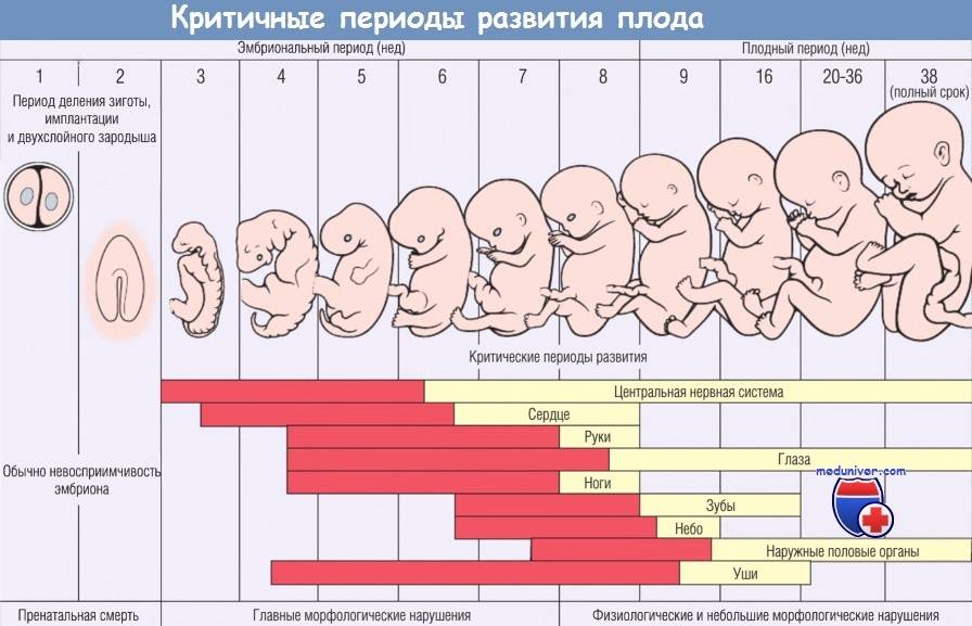 Развитие плода по неделям беременности