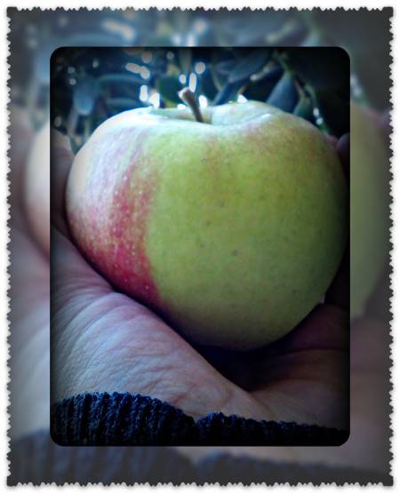 Зеленые яблоки при грудном вскармливании: можно ли их кушать кормящей маме уже в первый месяц, чем полезны при гв, как есть во время кормления новорожденного грудью?