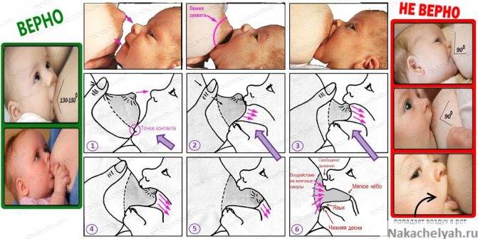 Как научить новорожденного ребенка правильно брать грудь