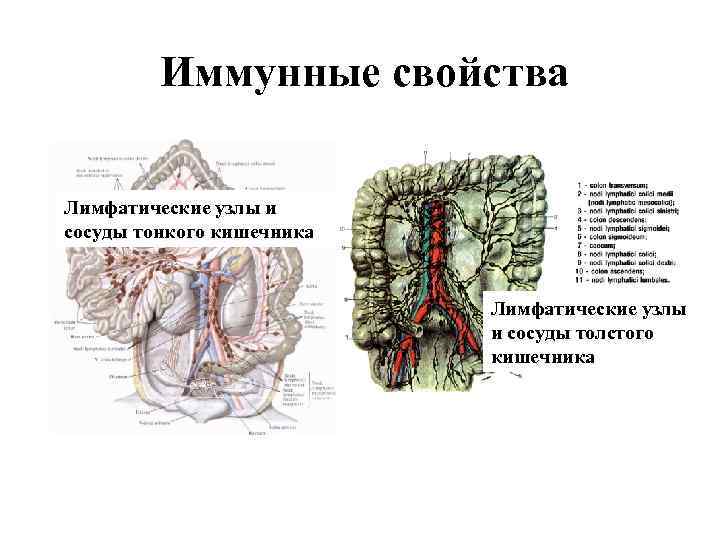 Мезентериальные лимфатические узлы у детей. Лимфоузлы брыжейки толстой кишки. Лимфатические узлы Толстого и тонкого кишечника. Брыжеечные лимфатические сосуды. Лимфатическая система кишечника человека схема.