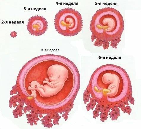 Третья неделя беременности от зачатия: признаки, что происходит с ребенком, узи плода, что делать, если болит живот