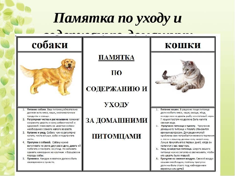 Какое домашнее животное лучше завести в квартире: советы по выбору, уходу и содержанию - animallist.ru