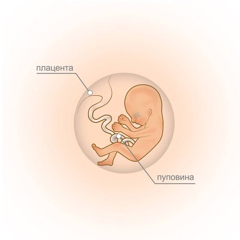 Беременность — 12 неделя: развитие плода, симптомы у будущей мамы