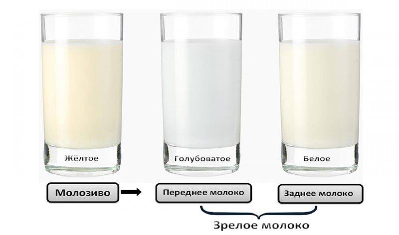 Чем отличаются переднее и заднее грудное молоко. грудное вскармливание