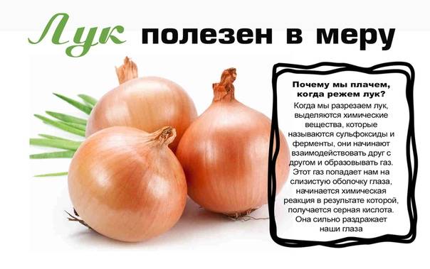 10 съедобных видов лука, которые можно и нужно выращивать у себя на огороде на supersadovnik.ru