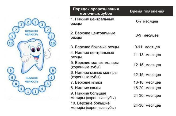 Сроки прорезывания постоянных зубов у детей + таблица