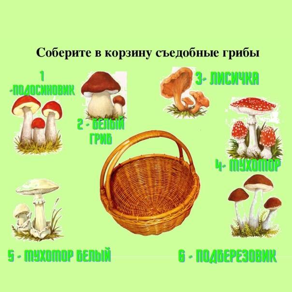 Можно ли детям грибы: с какого возраста и какие грибы давать