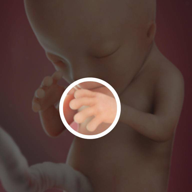Тринадцатая неделя беременности акушерская – что происходит, как выглядит малыш на узи, внешние признаки беременности