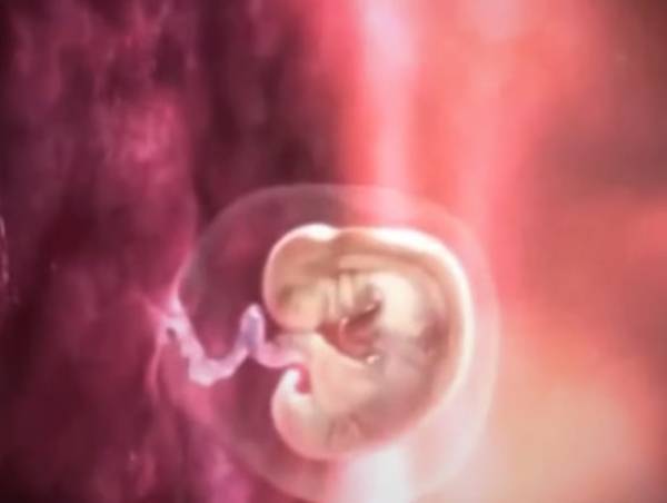 4 неделя беременности – срок, живот, что происходит с плодом, как выглядит эмбрион