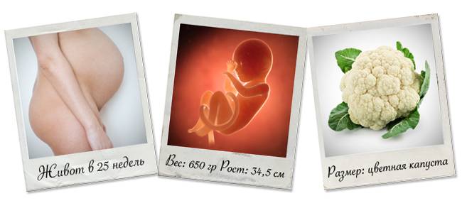 25 неделя беременности – размер и развитие плода, ощущения женщины на 25 неделе, рекомендации | calcsoft.ru