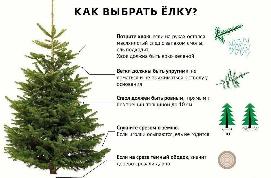 Размеры искусственных ёлок: новогодние ели от 183 см до 10-12 метров, где поставить дерево 5 м или 230 сантиметров в высоту