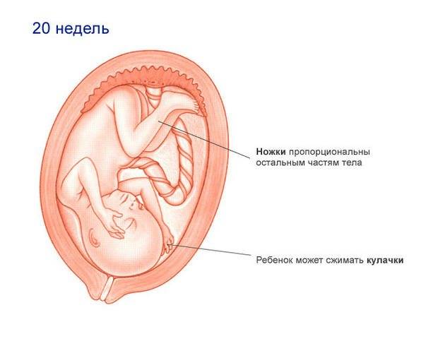 20 неделя беременности: признаки и ощущения женщины, симптомы, развитие плода