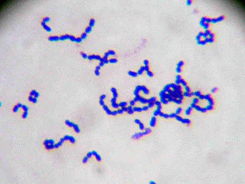 Clostridium difficile у детей – проблемная инфекция » библиотека врача