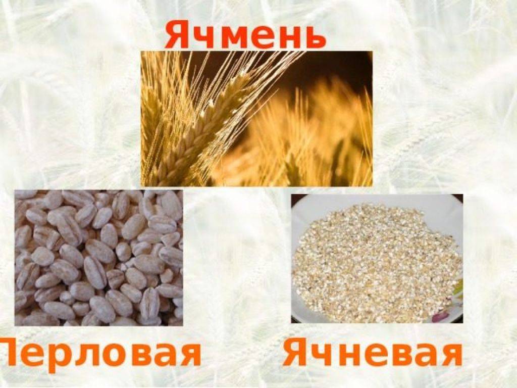 Чем ячневая каша отличается от ячменной