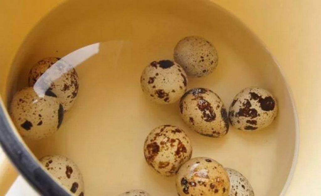 Как и сколько варить перепелиные яйца?