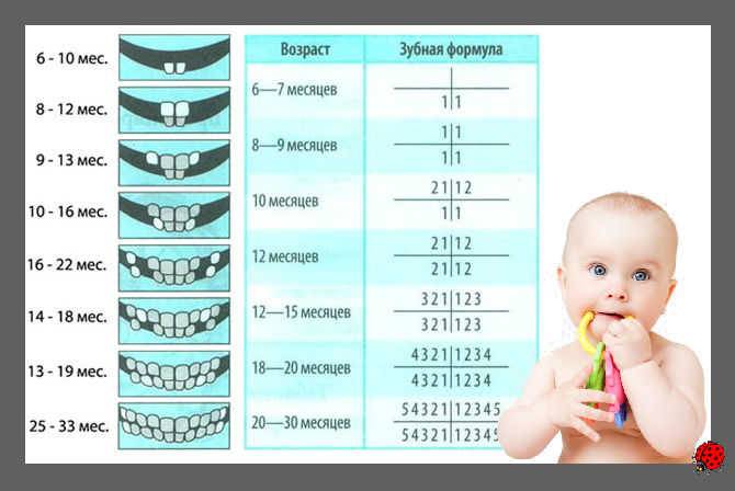 Прорезывание зубов: порядок, сроки, повышенная температура   | материнство - беременность, роды, питание, воспитание