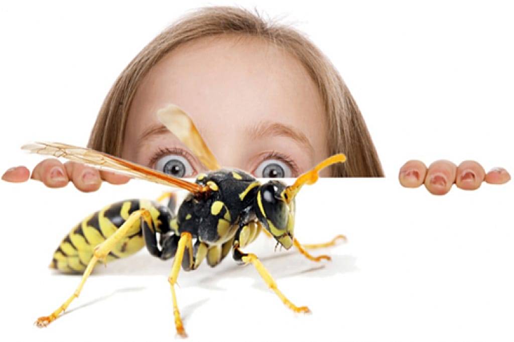 Ребёнок боится насекомых: что делать, способы устранения страха