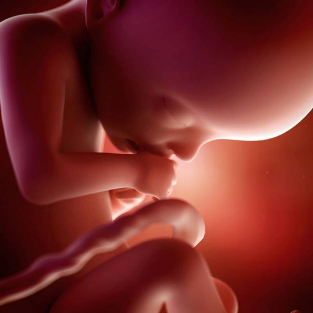 22 неделя беременности — это важный этап в развитии малыша. формирование плода и физиологические изменения у женщины