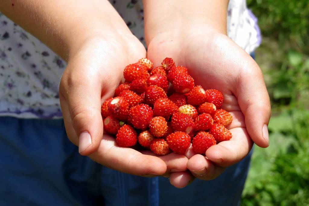 Какие ягоды и сколько можно ребенку. с какого возраста можно ягоды детям. ягоды польза и вред.