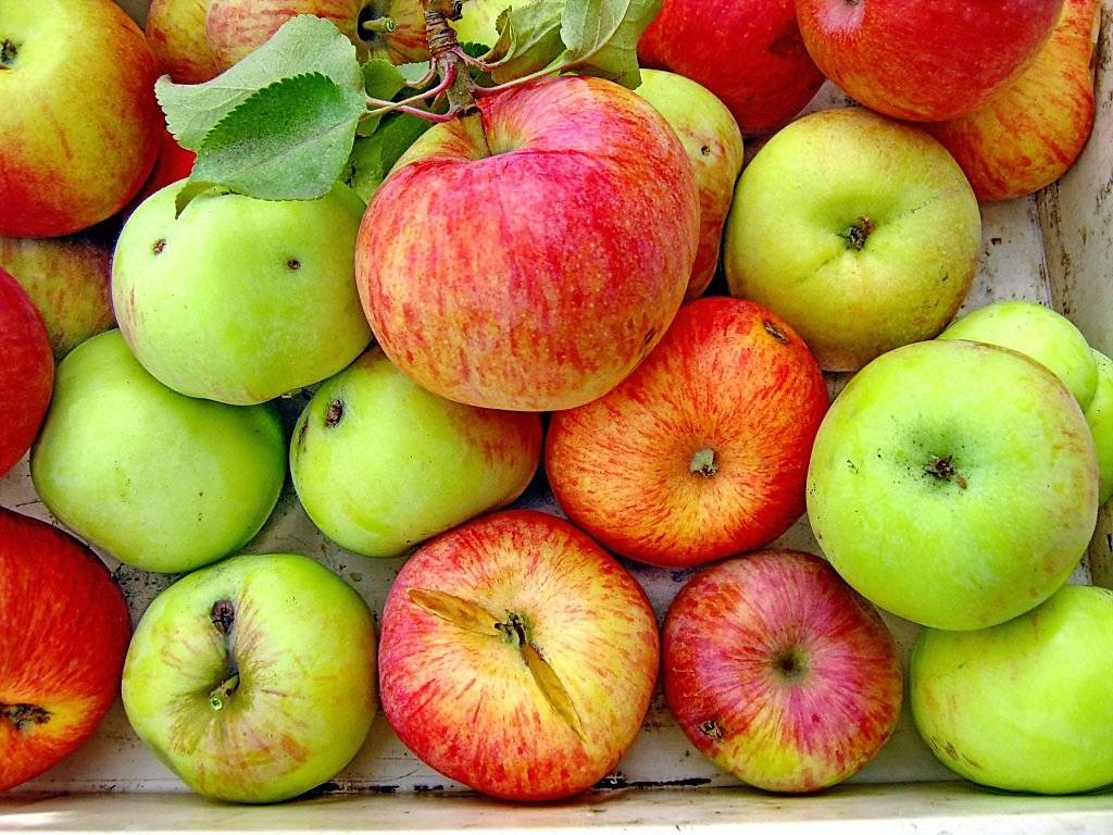 Запеченные яблока для кормящей мамы, польза, рецепт