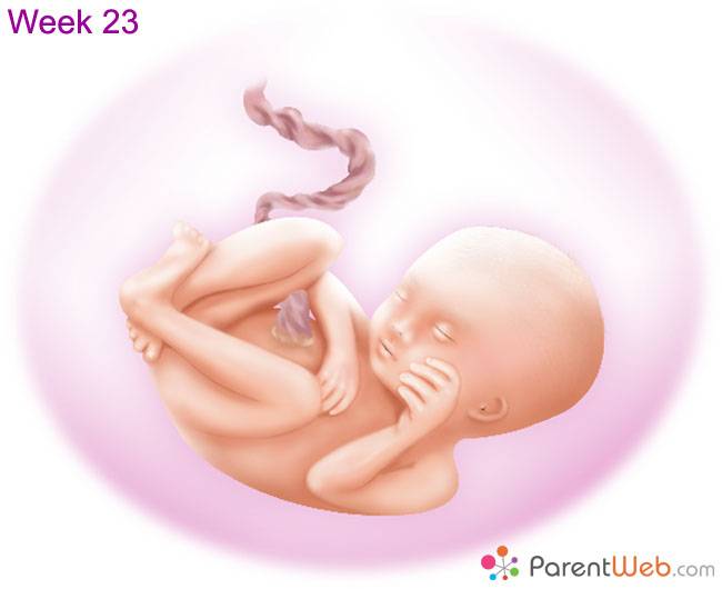 Календарь беременности. 23-я акушерская неделя