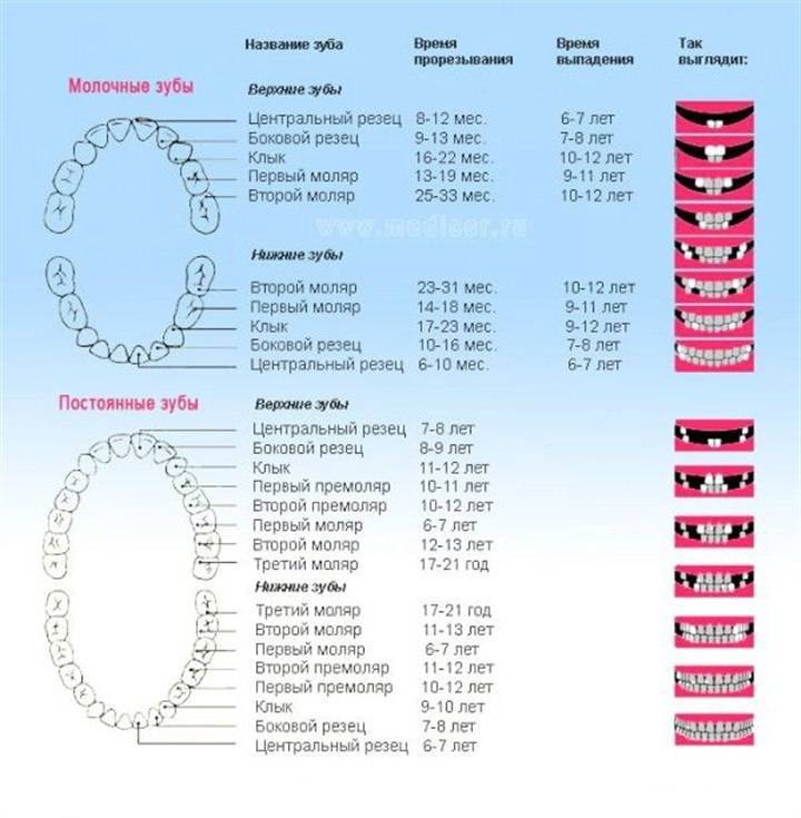 Молочные зубы у детей: схема выпадения - когда и сколько выпадает
