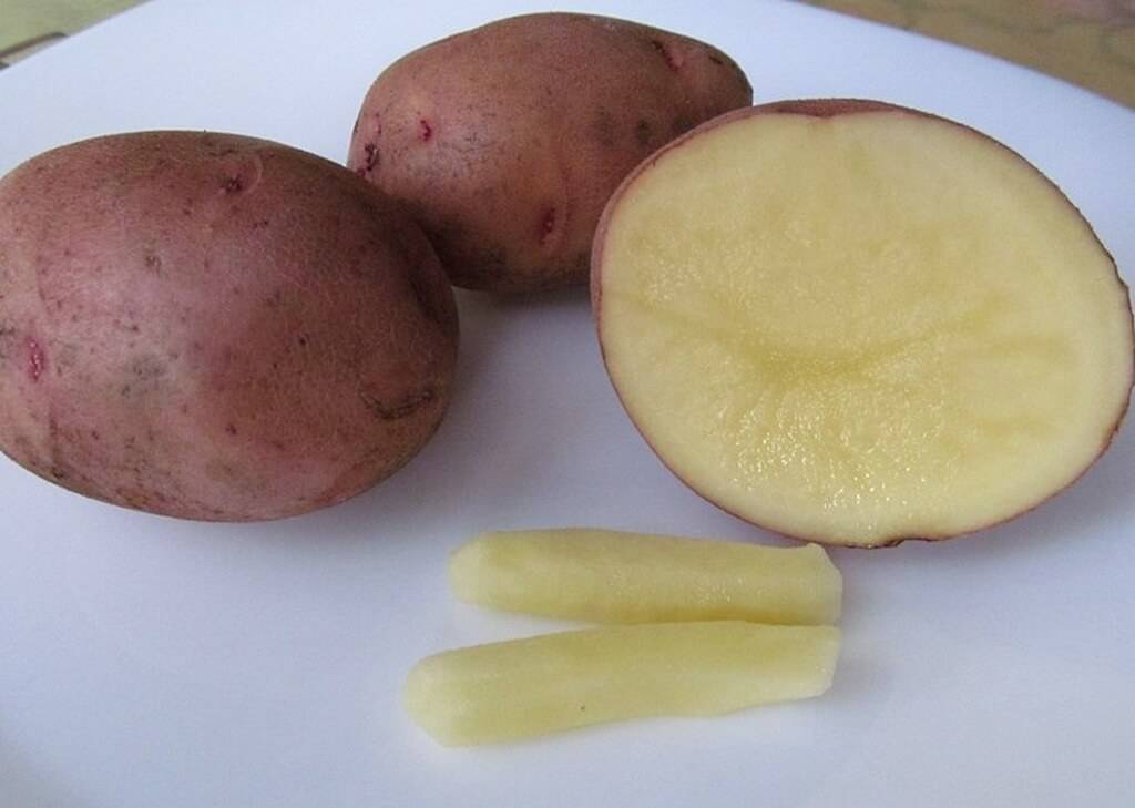 Картошка при беременности - для мам