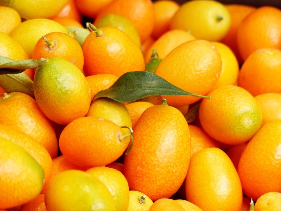 Польза и вред кумквата: особенности фрукта, что это такое и состав (видео + 95 фото)