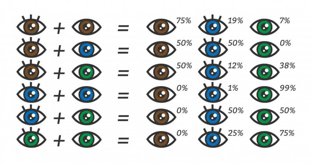 Как узнать цвет глаз будущего ребёнка - "здоровое око"