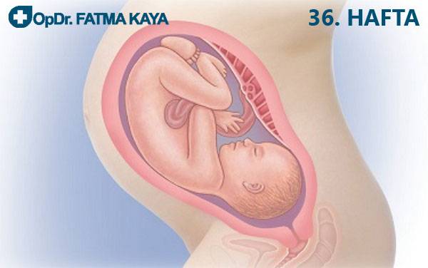 36 неделя беременности двойней | nestle baby