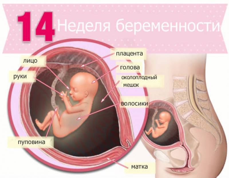 Изменения и развитие плода на 14-й неделе беременности