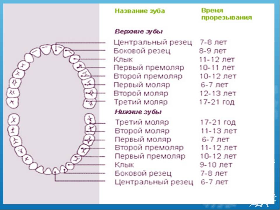 Порядок прорезывания зубов у детей: схема прорезывания молочных и постоянных зубов