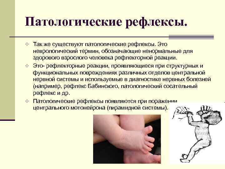 Физиологические особенности новорожденных щенков и котят